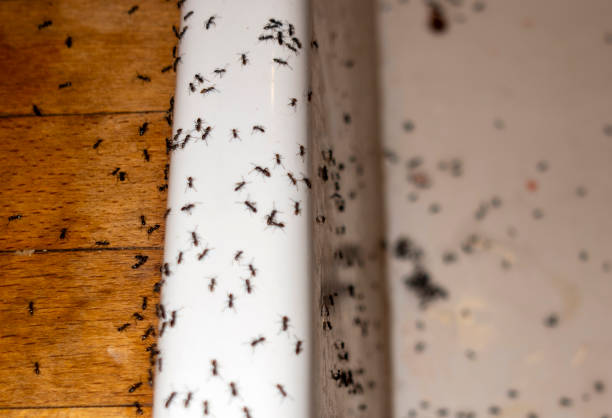 Best Residential Pest Control  in Kadelphia, AR