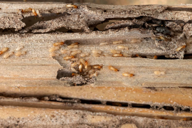 Best Emergency Pest Control  in Kadelphia, AR